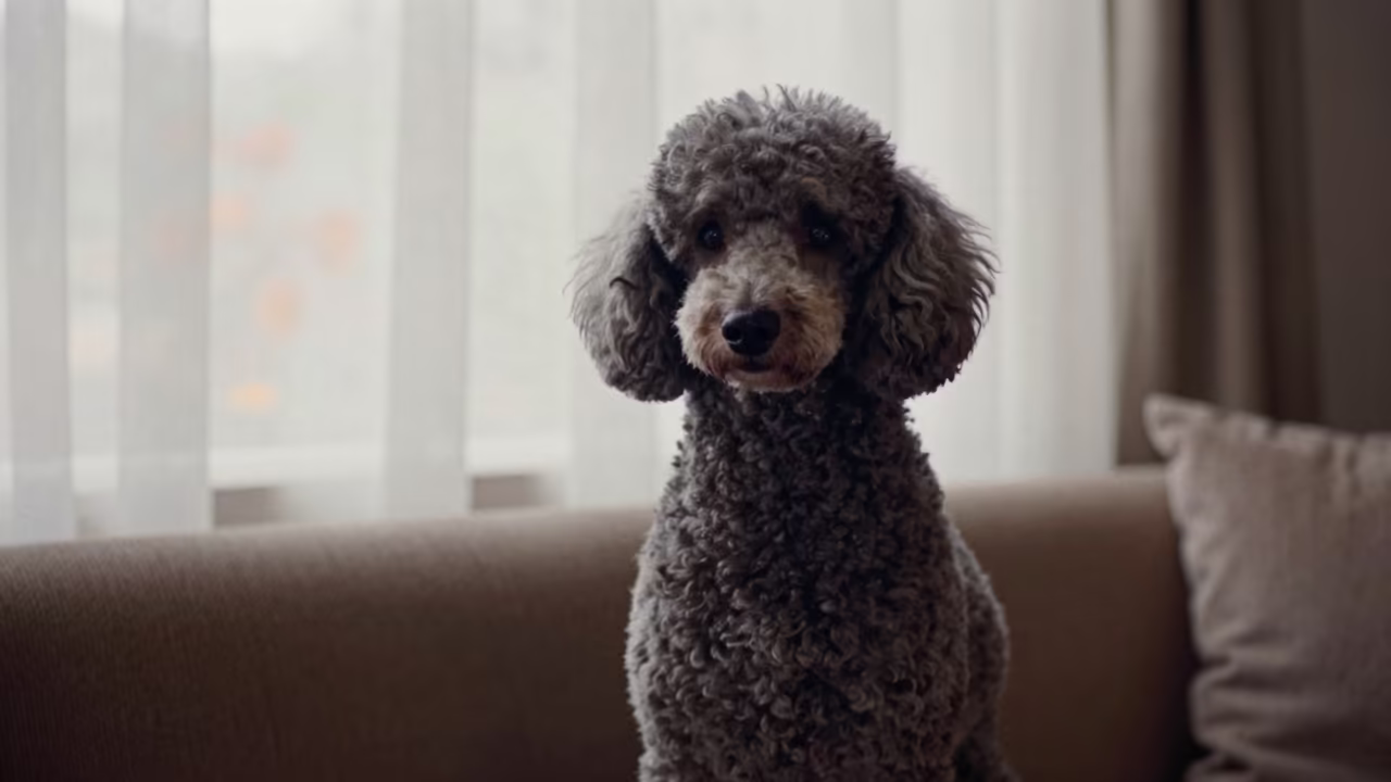 1960s Poodle Portrait on Dhaka Sofa in on a sofa near a curtained window with calm indoor light near Dhanmondi, Dhaka