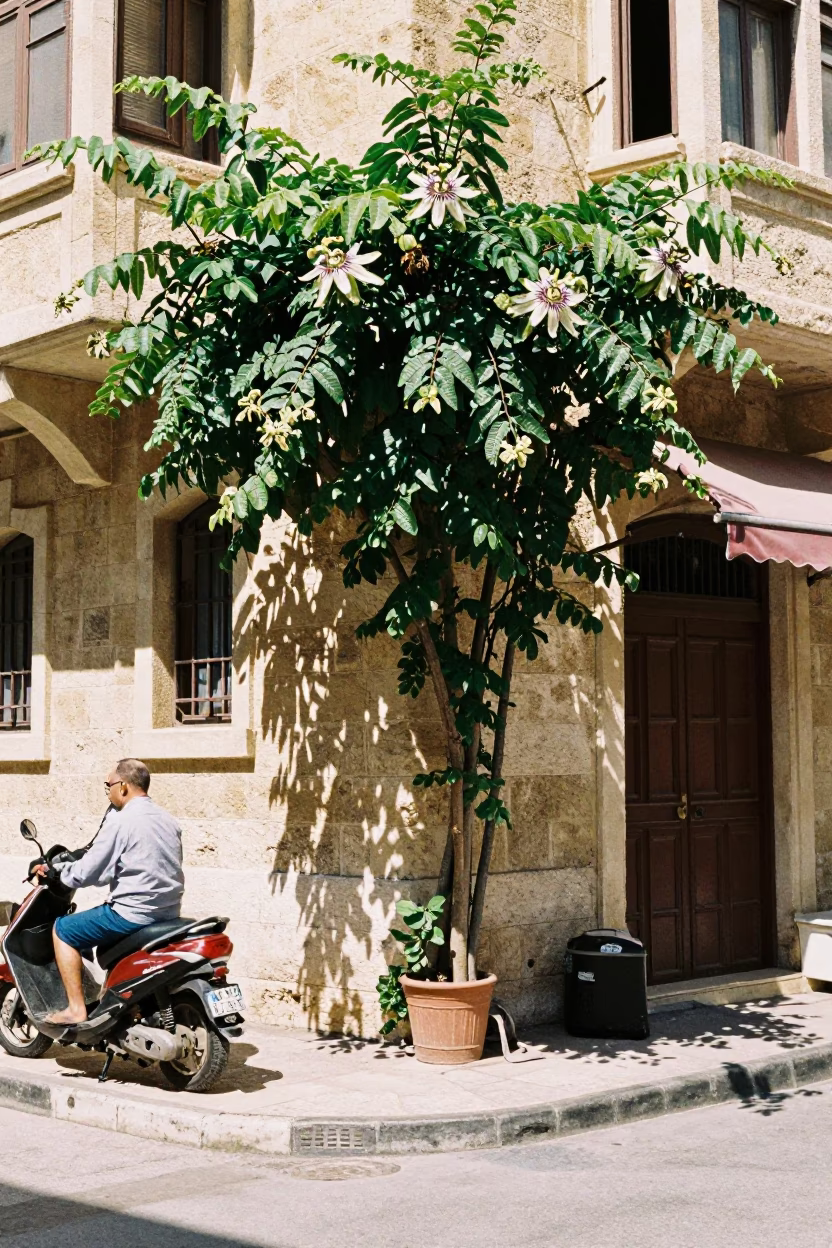 1970s Beirut Midday Street Scene with Passion Flower and Traditional Architecture in in Beirut, Lebanon