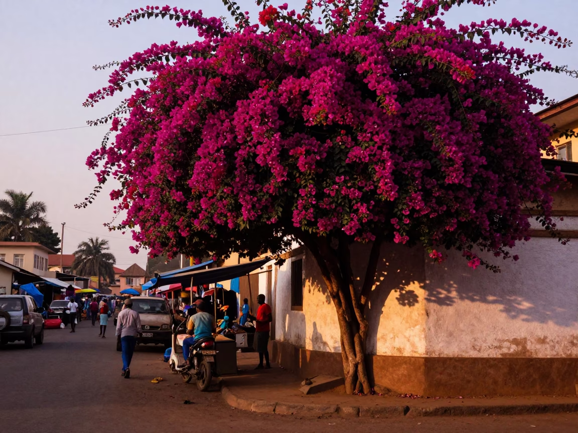Accra Ghana Evening Street Scene with Bougainvillea and Local Market Activity in in Accra, Ghana