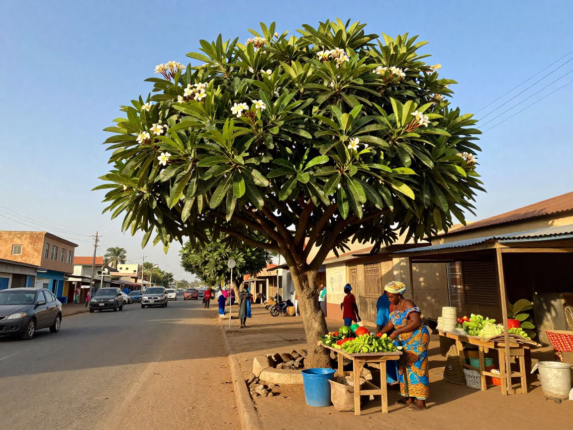 Accra Ghana Late Afternoon Street Scene with Frangipani Tree and Local Life in in Accra, Ghana