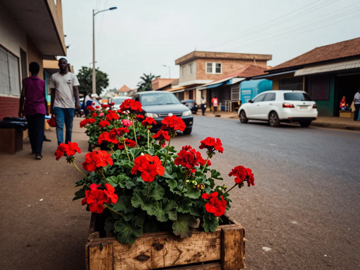 Accra Ghana Late Morning Street Scene with Geraniums and Local Commerce in in Accra, Ghana