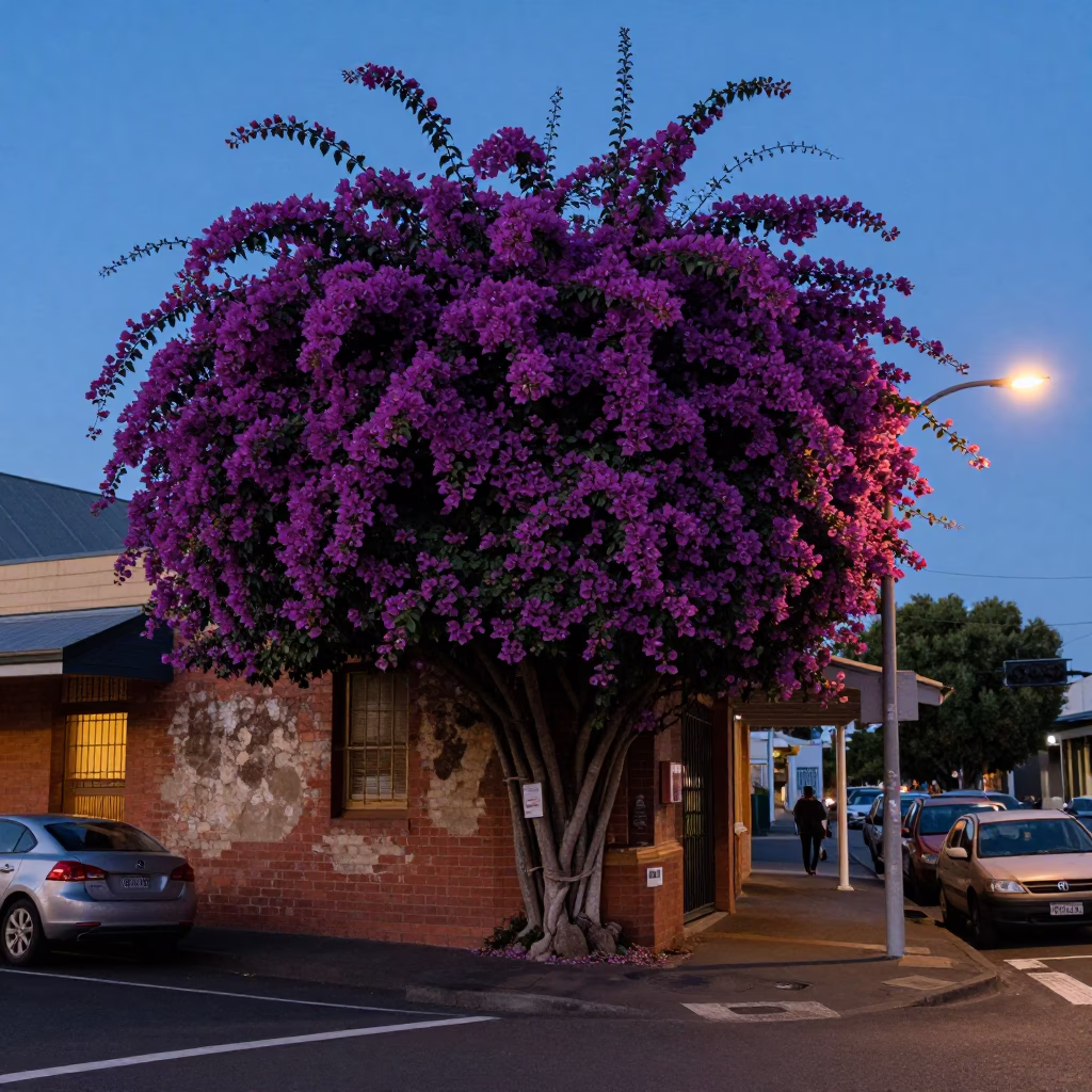 Adelaide Evening Street Scene with Bougainvillea and Local Life in in Adelaide, South Australia, Australia