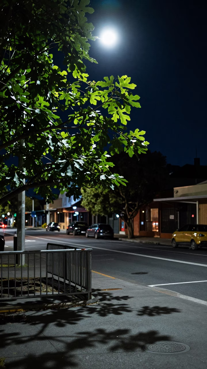 Adelaide Night Street Scene with Leaf Shadows and Hurricane Lamp Glow in in Adelaide, South Australia, Australia