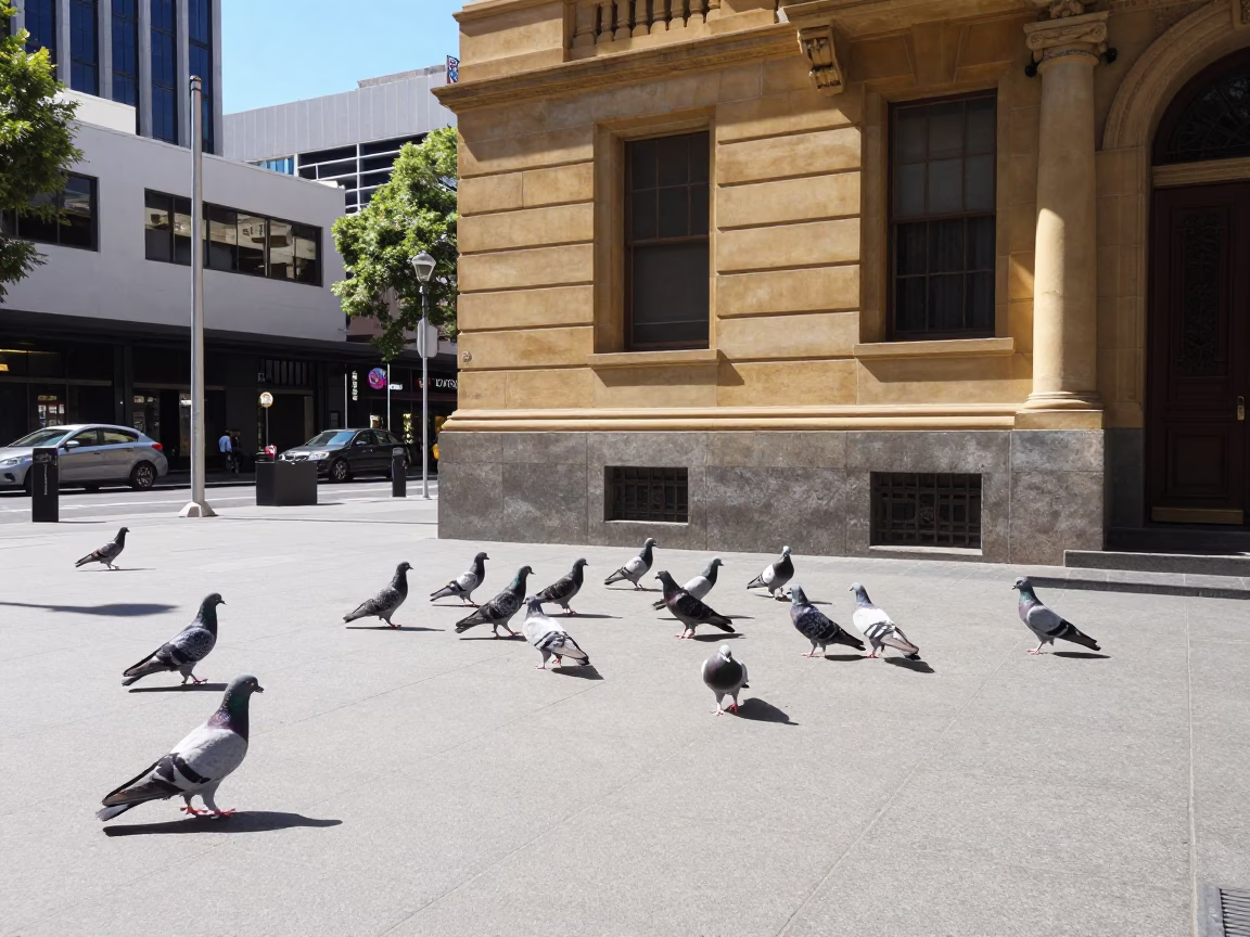 Adelaide South Australia midmorning street scene with pigeons and urban details in in Adelaide, South Australia, Australia