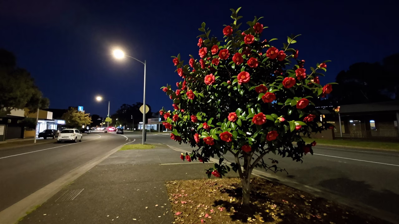 Adelaide South Australia night street scene with camellia shrub and streetlights in in Adelaide, South Australia, Australia