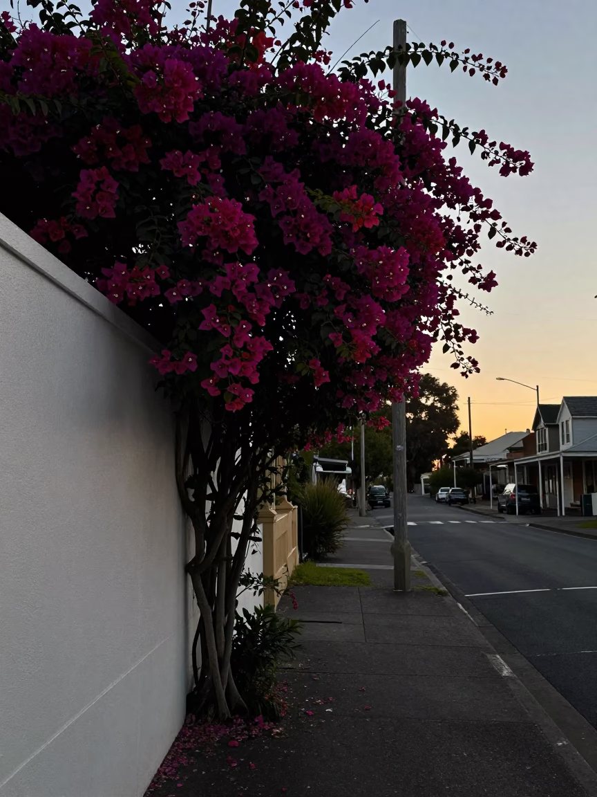 Adelaide South Australia Pre-Dawn Street Scene with Bougainvillea and Vintage Elements in in Adelaide, South Australia, Australia