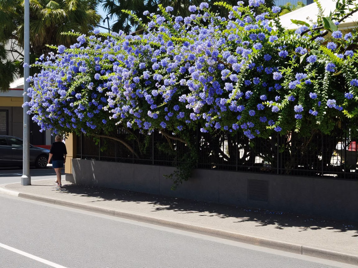 Adelaide South Australia street scene with plumbago hedge under noon glare in in Adelaide, South Australia, Australia