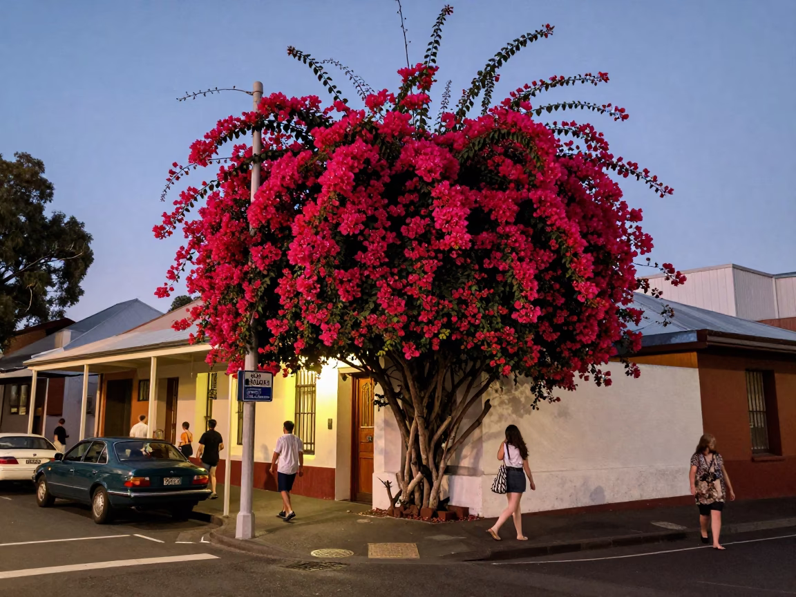 Adelaide twilight street scene with bougainvillea and vintage 1950s charm in in Adelaide, South Australia, Australia