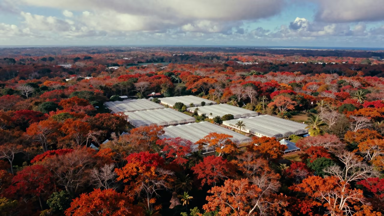 Aerial View of Autumn Forest Over Maldives Greenhouses in high over greenhouse grids in Maldives