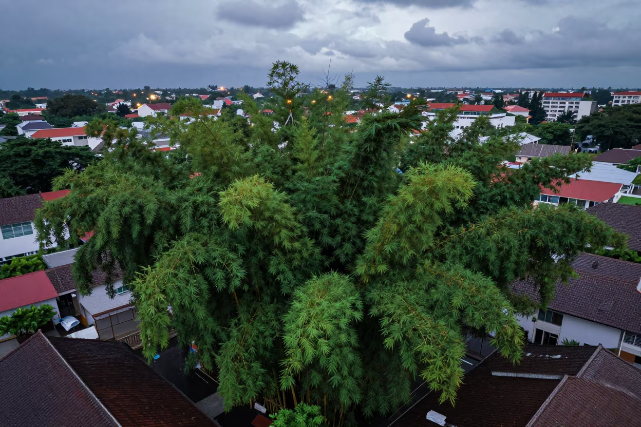Aerial Bamboo Forest Above Ho Chi Minh Rooftops in high above patterned rooftops near Ho Chi Minh City