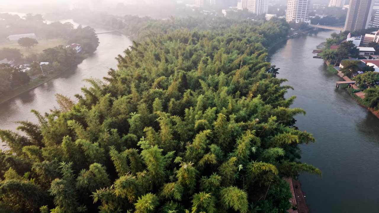 Aerial Bamboo Forest Misty Dawn Silom Bangkok in high above braided river channels near Silom, Bangkok
