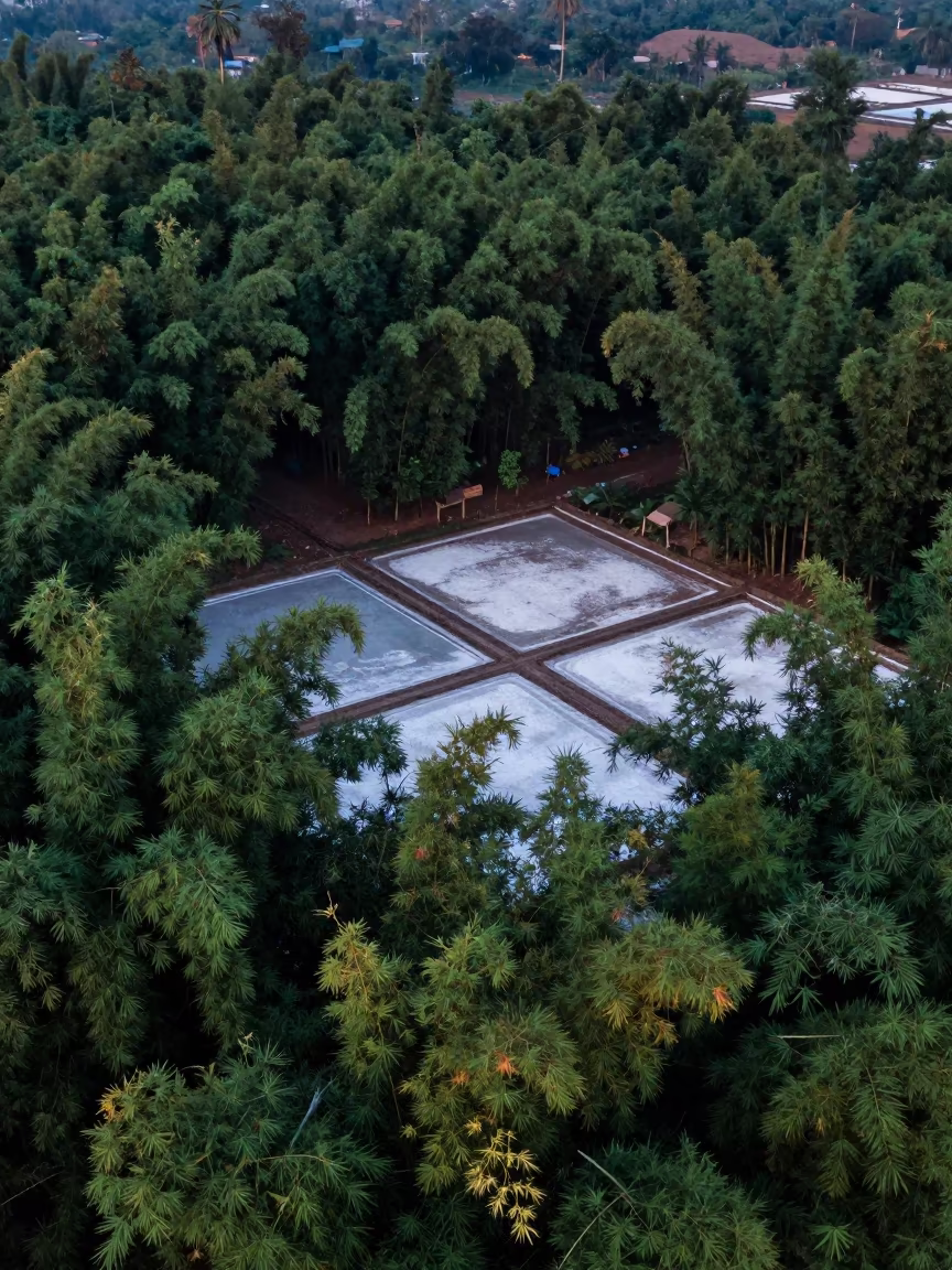 Aerial View of Bamboo Forest Above Salt Ponds in high over salt ponds and causeways in Tamil Nadu