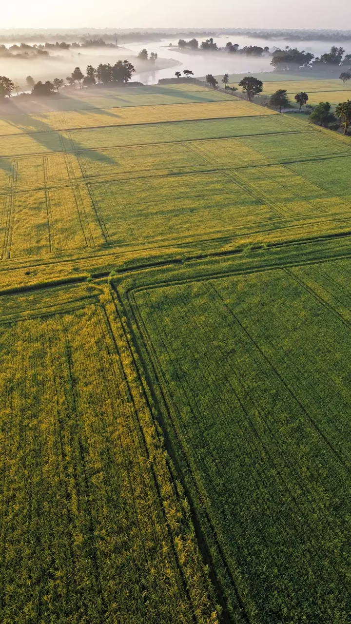 Aerial Dawn View of Barley and Oat Fields in far above river meanders near Jabalpur