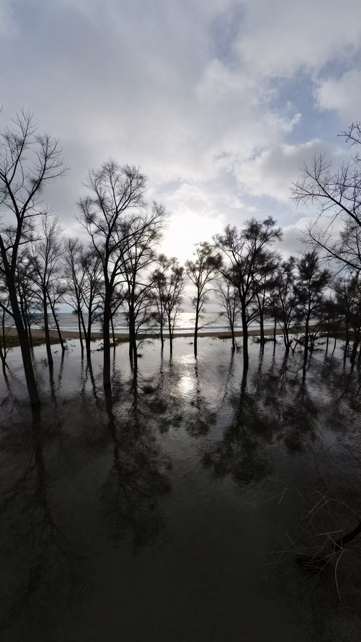 Aerial View Flooded Forest Silhouette Coast in far above surf-scalloped coastline near Mazar-i-Sharif