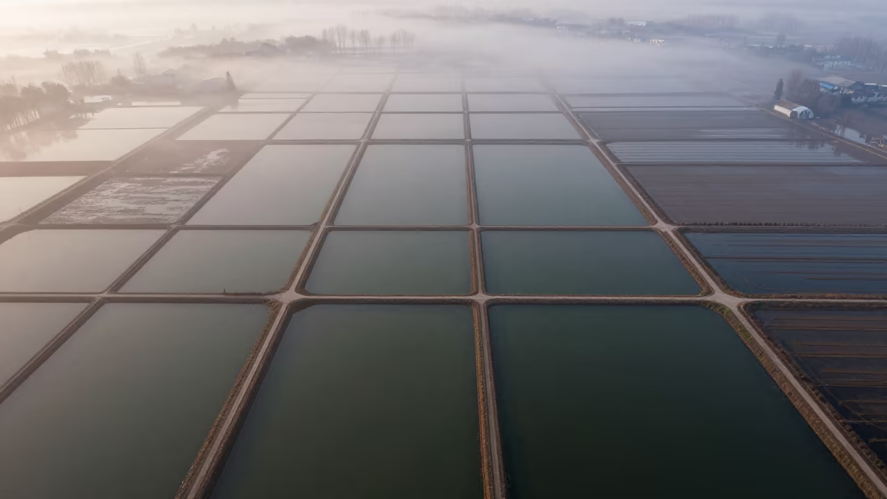 Aerial View of Hubei Irrigation Fields at Dawn in high above irrigation geometry in Hubei