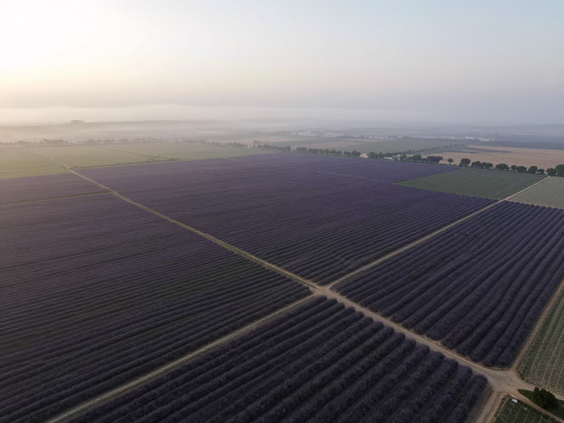 Aerial Lavender Rows Dawn Syria Coast in far above surf-scalloped coastline in Syria
