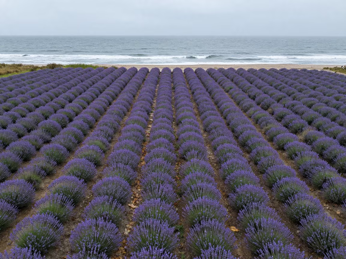 Aerial Lavender Rows Over Florida Coast in far above surf-scalloped coastline in Florida