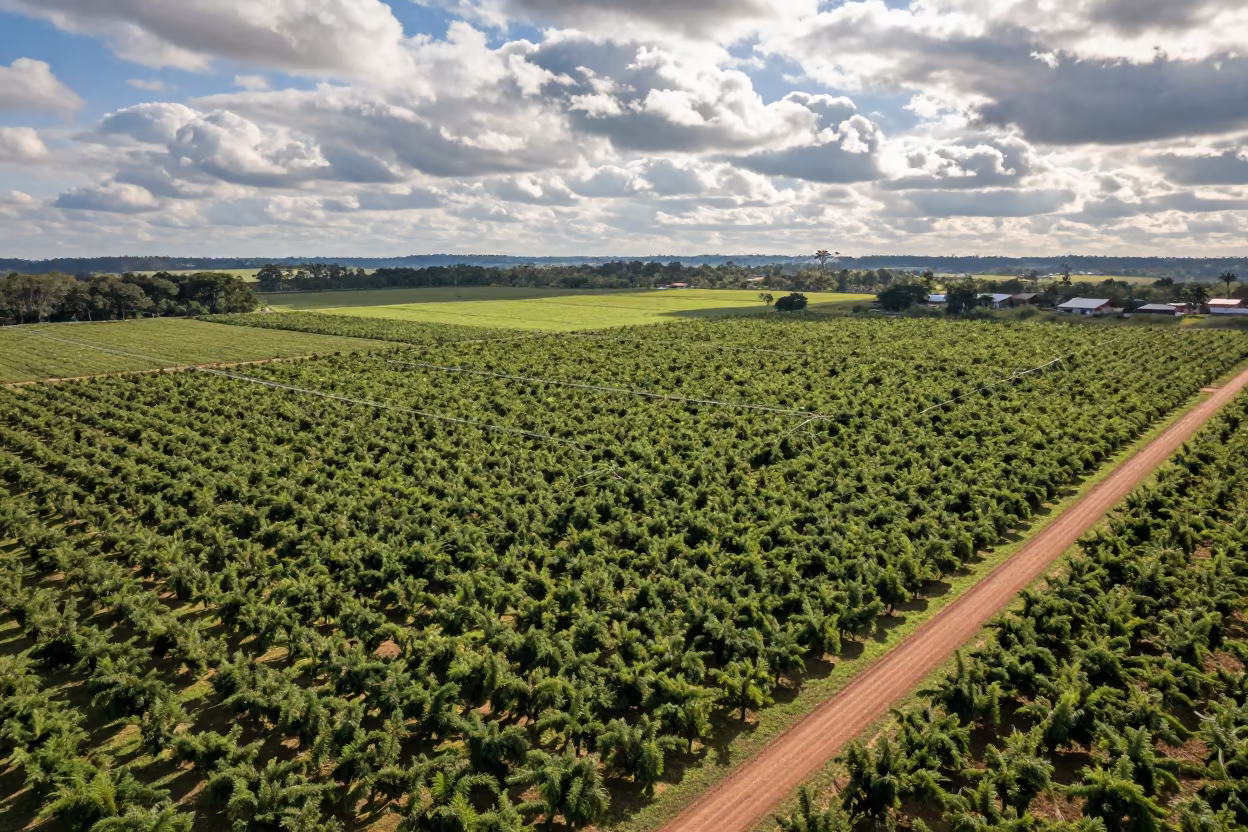 Aerial Orchard Grids Late Afternoon Light São Paulo in high above irrigation geometry near São Paulo