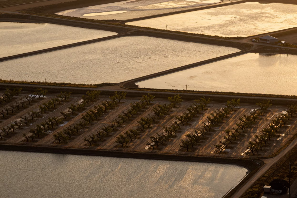 Aerial Salt Ponds and Orchard Grids at Golden Hour in high over salt ponds and causeways near Seoul