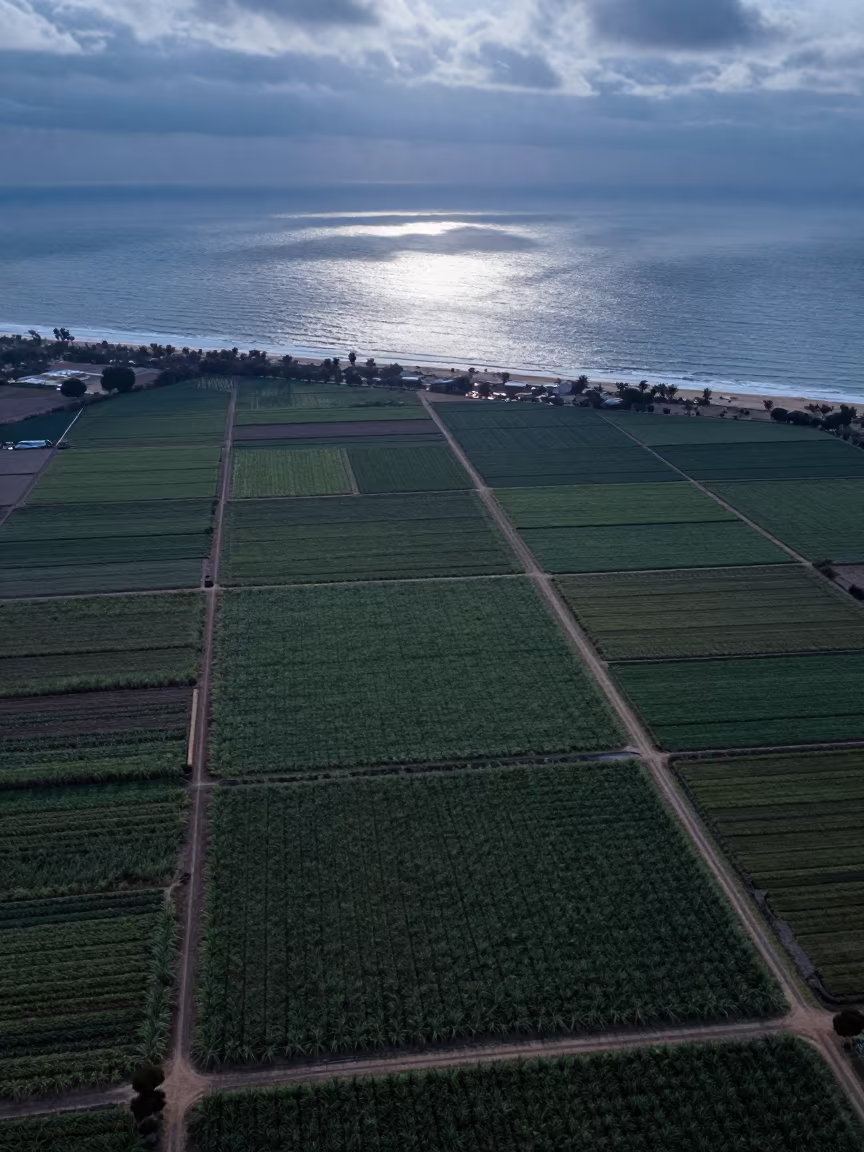 Aerial Sugarcane Fields Near Mit Ghamr Coast in far above surf-scalloped coastline near Mit Ghamr