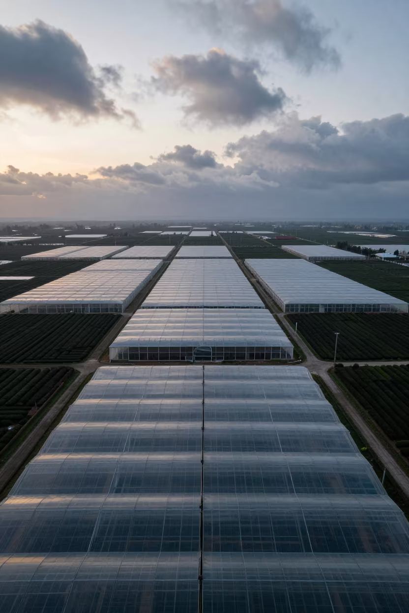 Aerial Tea Terraces Before Dawn Near Skikda in high over greenhouse grids near Skikda