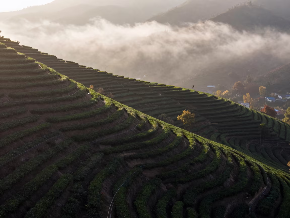 Aerial Tea Terraces Near Tehran at Sunrise in far above orchard blocks and irrigation lines near Enghelab, Tehran