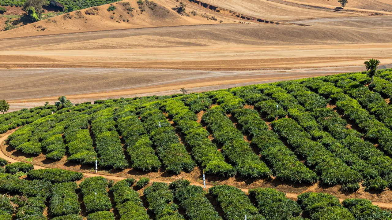 Aerial Tea Terraces Sri Lanka Noon Light in above dune fields and dry wadis in Sri Lanka