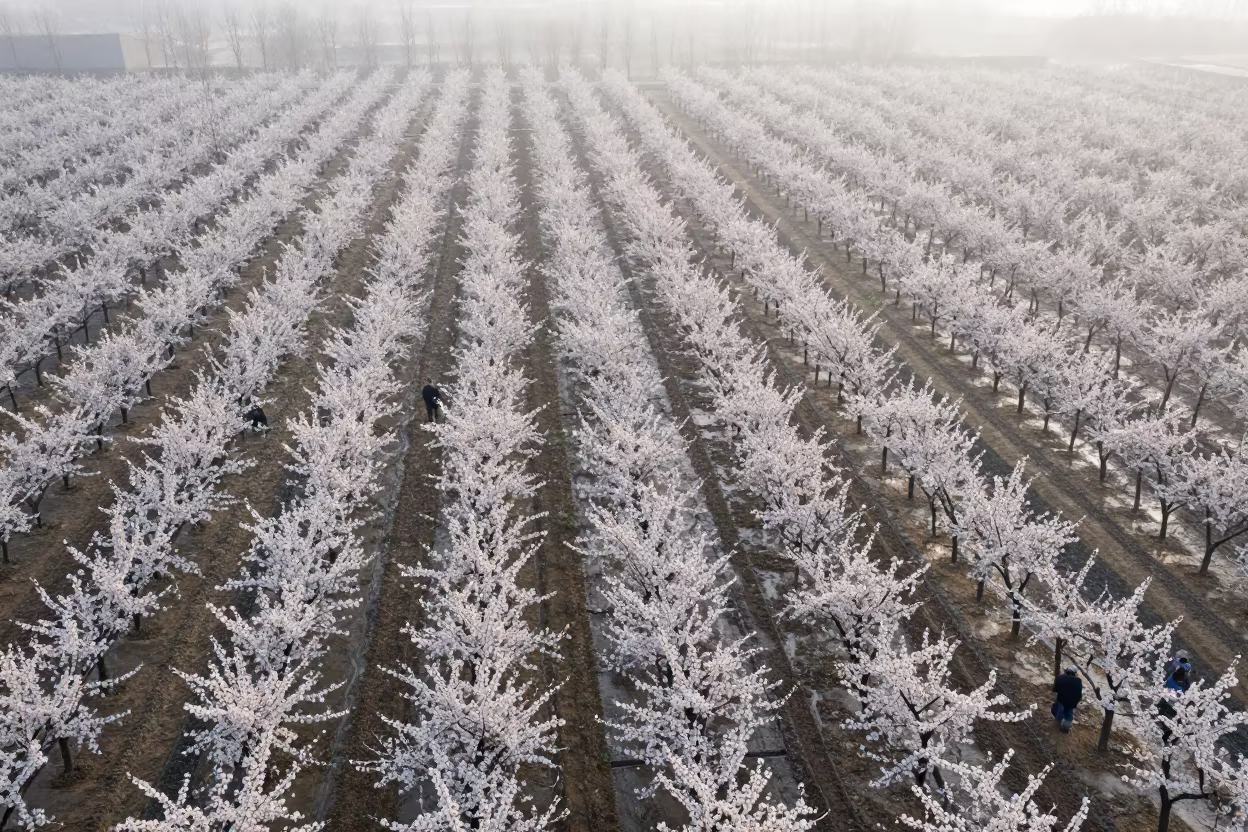 Aerial View of Cherry Orchard Dawn in Zhengzhou in along freshly irrigated rows near Zhengzhou