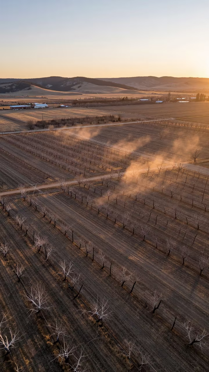Aerial View of Colorado Orchards at Sunset in far above orchard blocks and irrigation lines in Colorado