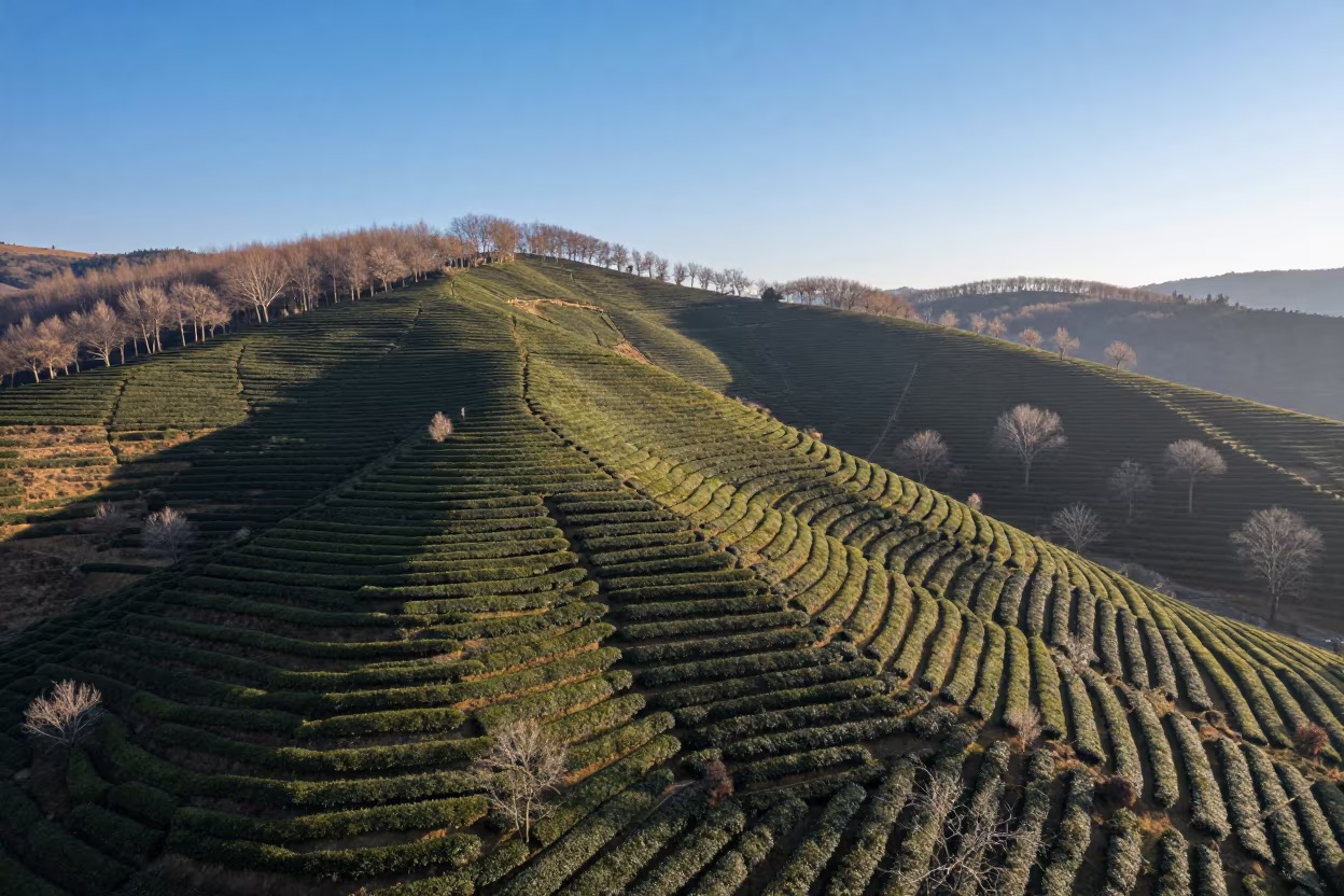 Aerial View of Georgia Tea Terraces Sunrise in high above patterned rooftops in Georgia