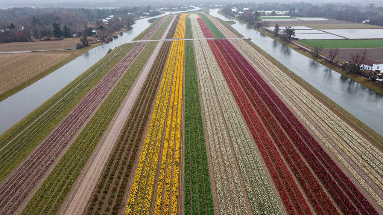 Aerial View of Maryland Flower Fields After Rain in high above braided river channels in Maryland