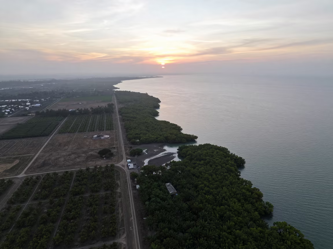 Aerial View of Philippines Mangrove Coastline at Sunset in far above orchard blocks and irrigation lines in Philippines