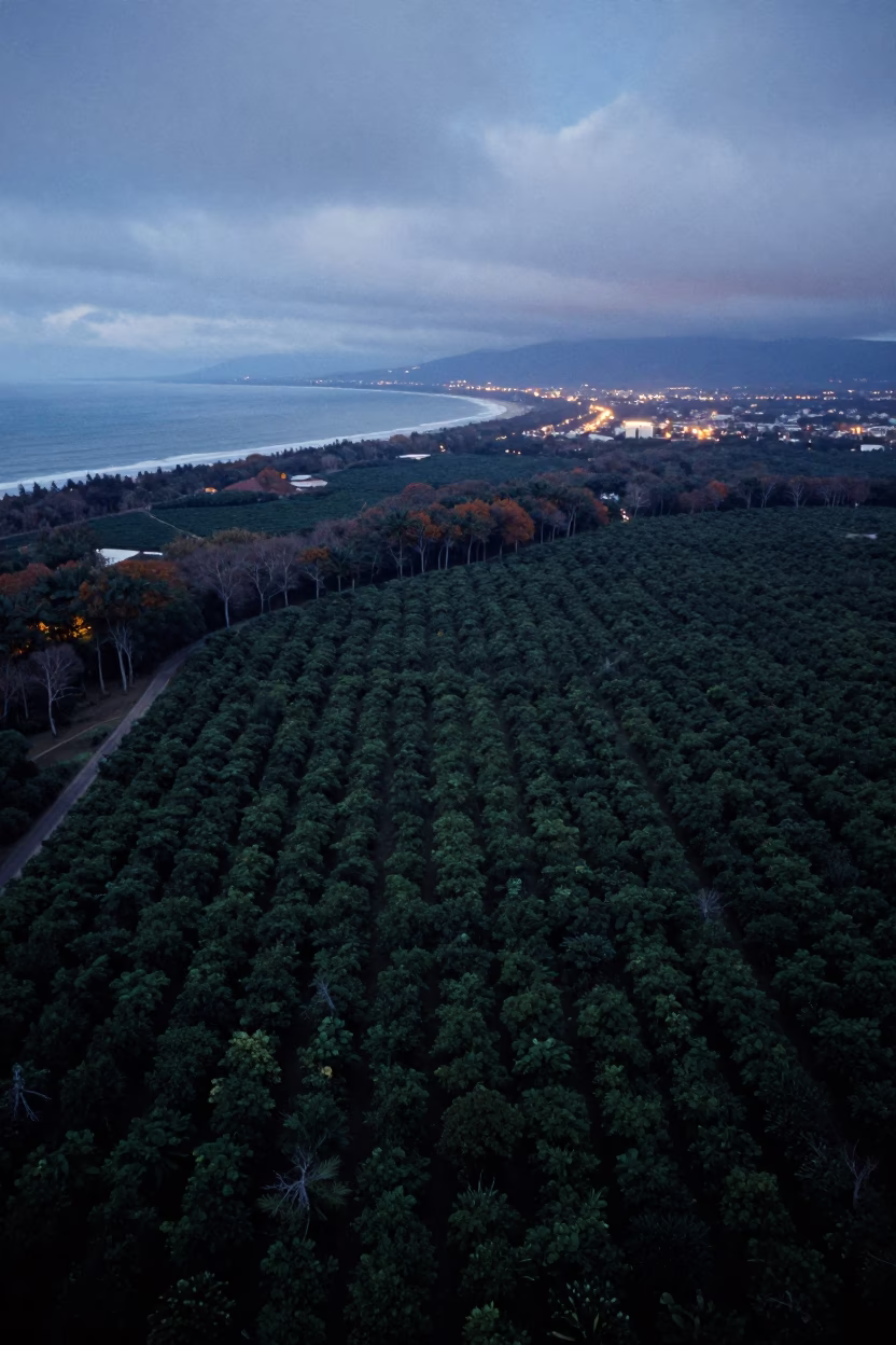 Aerial view of plantation rows near Cambridge coast in far above surf-scalloped coastline near Cambridge