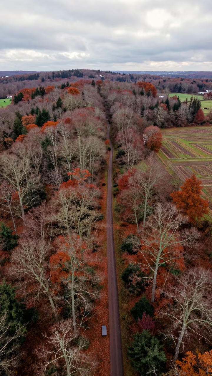 Aerial View Winding Trail Through English Forest in high above irrigation geometry in England