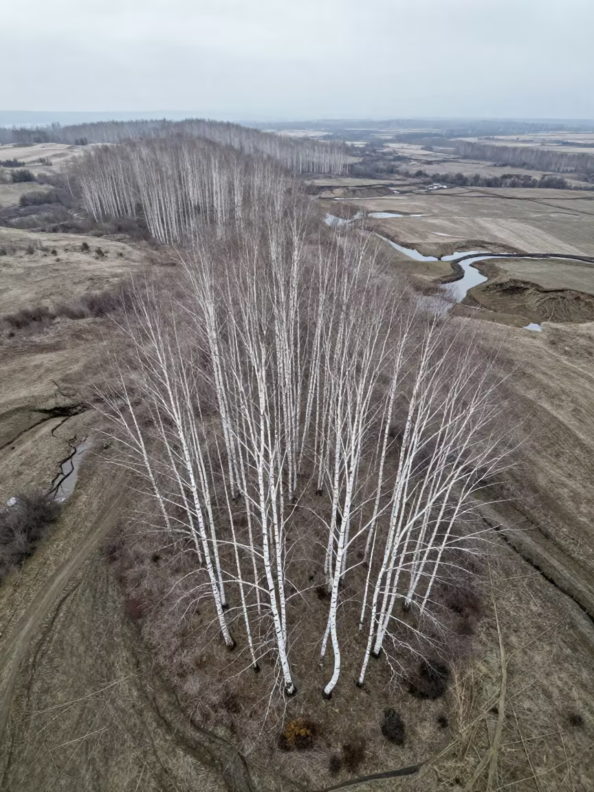 Aerial View of Winter Birch Forest Near Izmir in above dune fields and dry wadis near Izmir