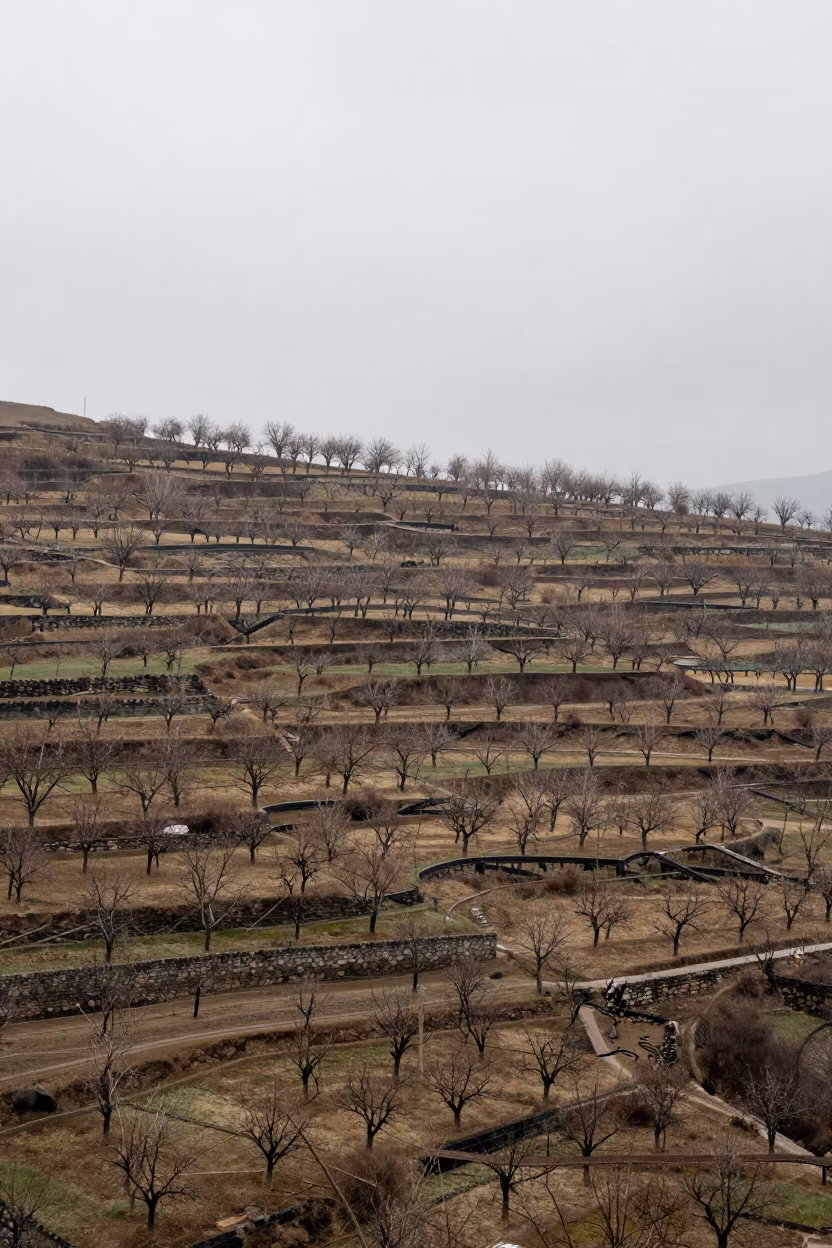 Aerial Winter Orchards Azerbaijan Patchwork in far above terraced hillsides in Azerbaijan
