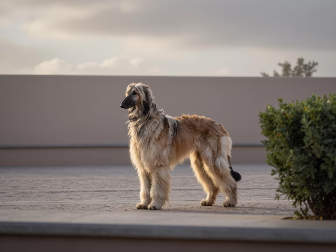 Afghan Hound on Misty Dawn Path Near Navojoa Wall in beside a plain courtyard wall in clear daylight with the animal at eye level near Navojoa