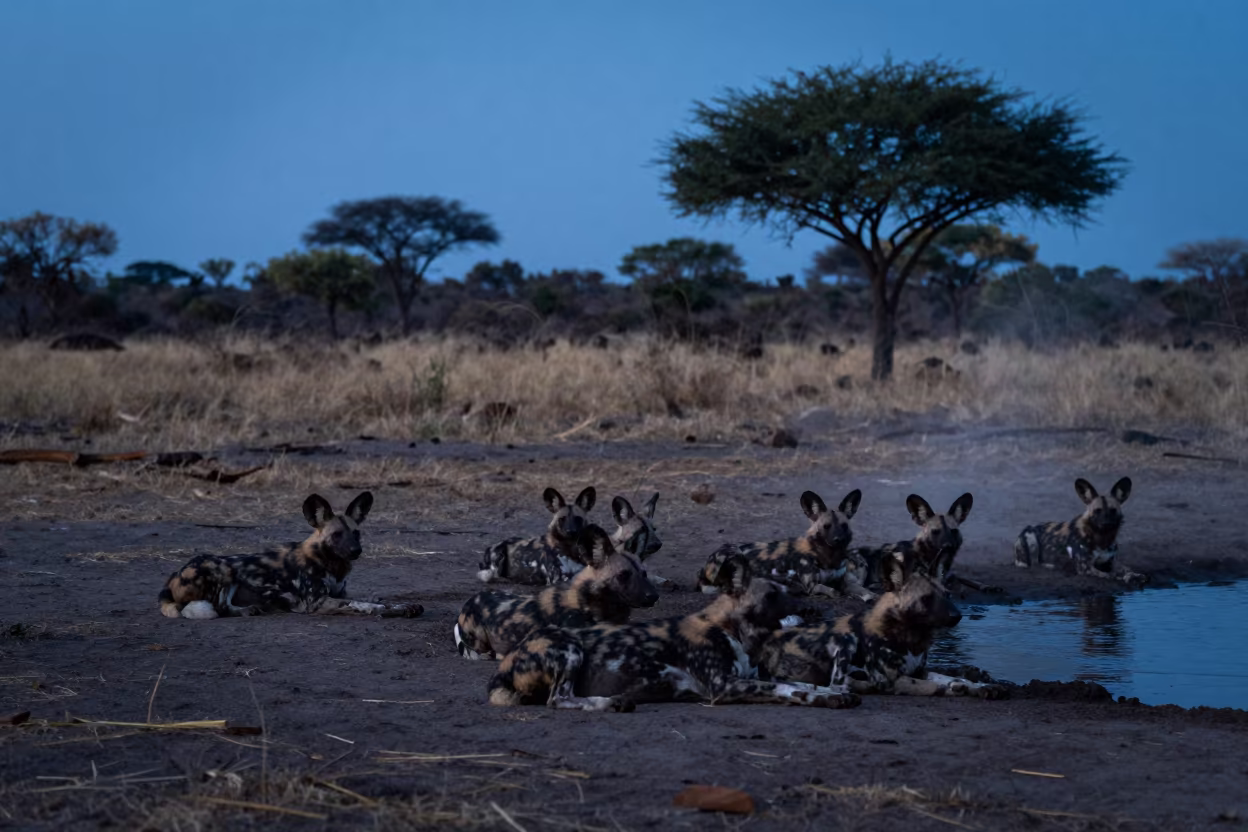 Silhouetted African Wild Dogs at Blue Hour Waterhole in in Pernambuco