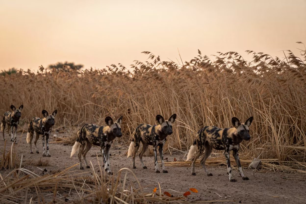 African Wild Dogs Hunt at Egyptian Reed Bed in at the edge of a reed bed in Egypt