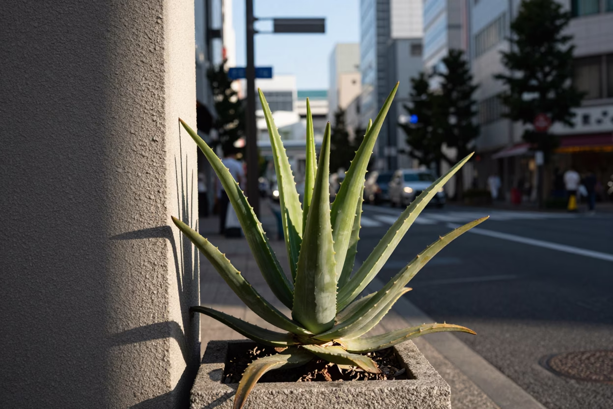 Afternoon Light in Tokyo at Clear Late-afternoon Light in in Tokyo, Japan