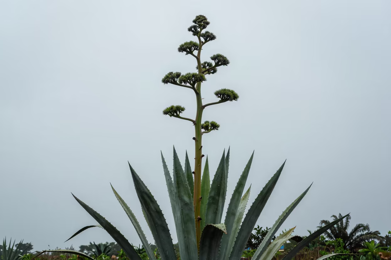Agave Flower Stalk Rising in Monsoon Owo in near Owo