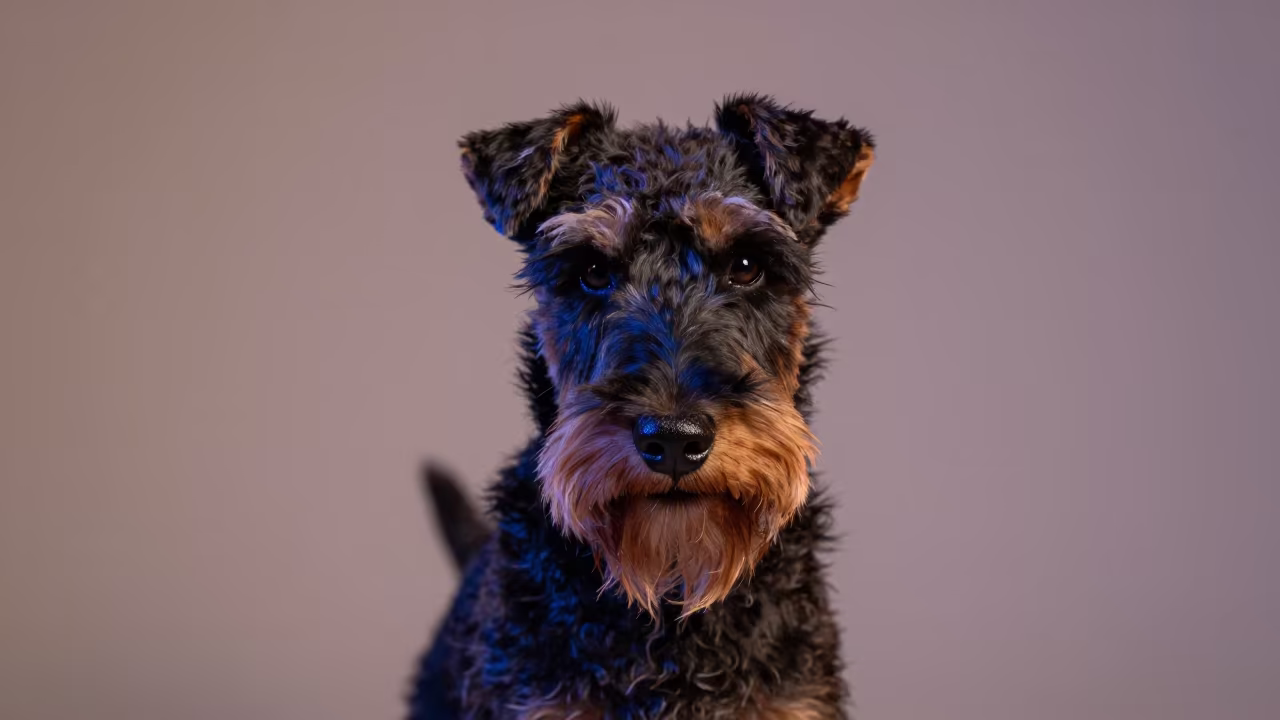 Airedale Terrier Portrait in Manisa Studio in in a quiet portrait studio with a plain backdrop and eye-level framing near Manisa