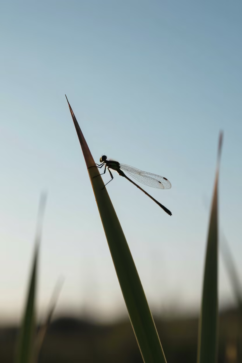 Albanian Damselfly Dawn Reed Tip Macro in in Albania