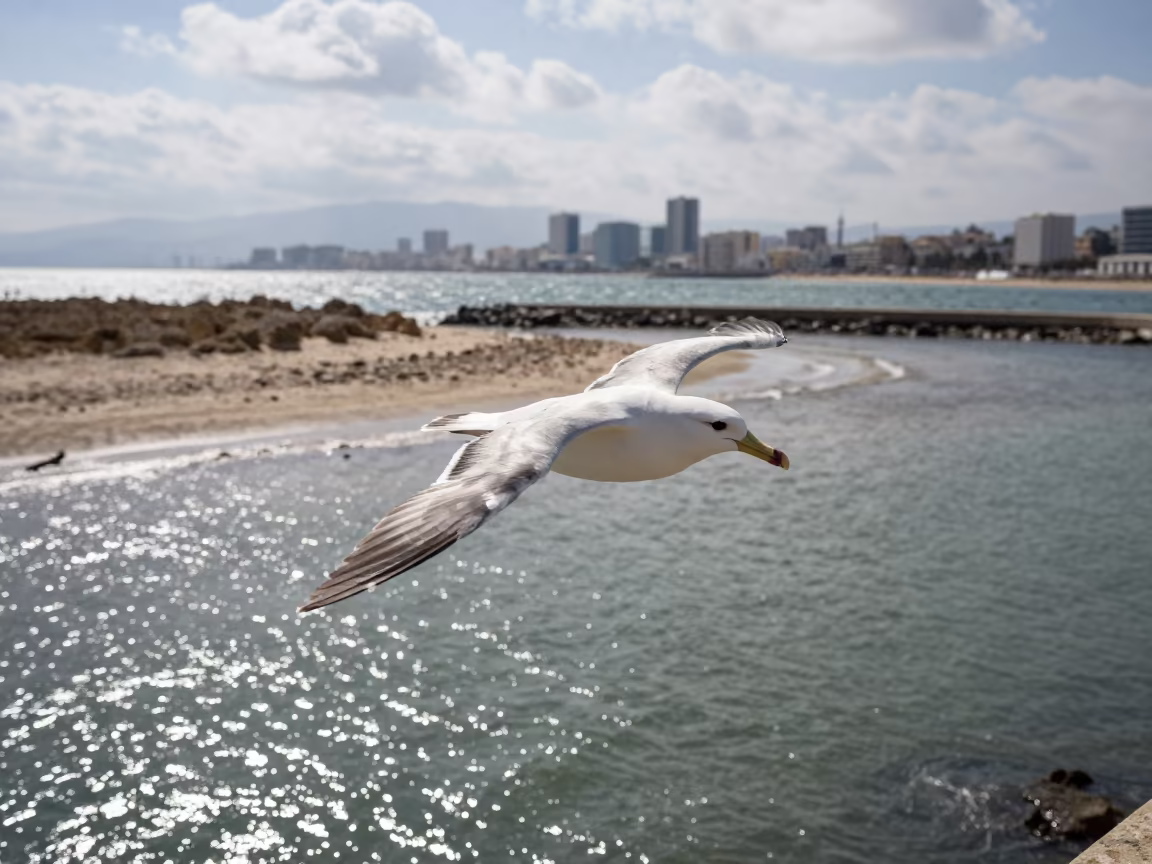 Albatross Over Tidal Inlet Near Haifa in beside a tidal inlet near Haifa