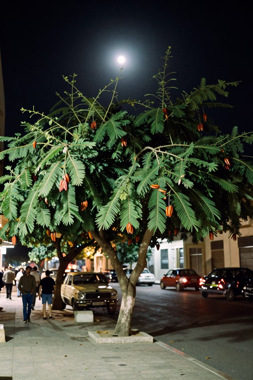 Alexandria Egypt Street Scene Under Night Sky With Tamarind Tree And Vintage Car in in Alexandria, Egypt