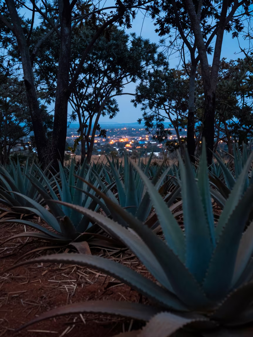 Aloe Forest Evening Blue Light Near Antananarivo in near Antananarivo