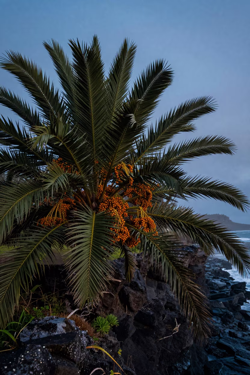 Amber Date Clusters on Mauritius Cliff Edge in along a salt-sprayed cliff edge in Mauritius