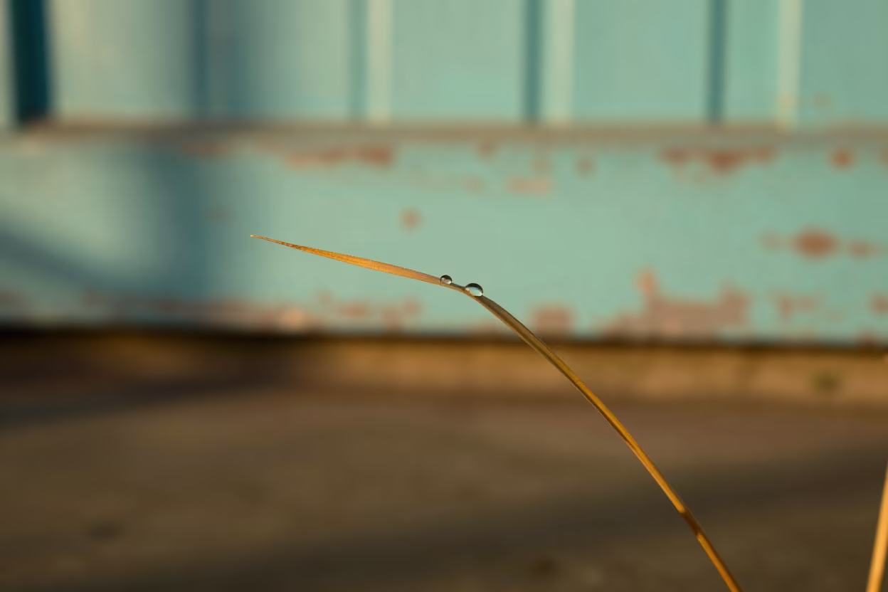 Amber Dewdrop on Turquoise Paint Exeter Grass in against weathered turquoise paint in Exeter