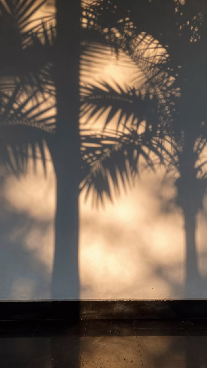 Amber Palm Shadows on Ho Chi Minh Whitewashed Wall in near District 3, Ho Chi Minh City