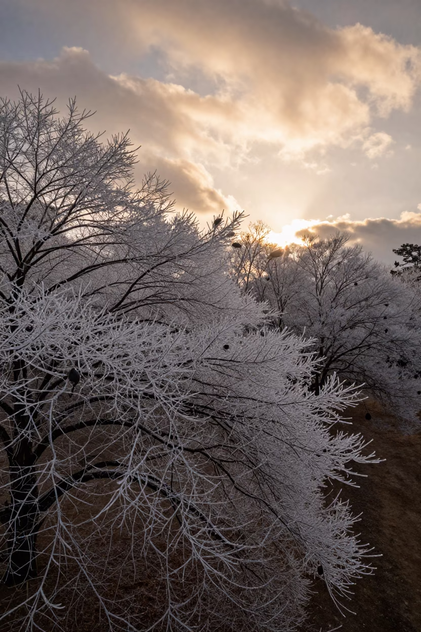 Amber Sunset Hoarfrost on Bare Branches in Nikko in beneath fast-moving cloud bands near Nikko